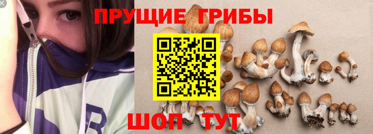 Галлюциногенные грибы Cubensis Тутаев